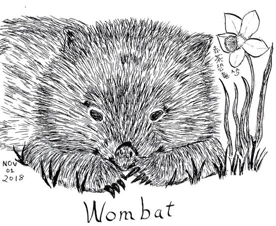 Wombat with Daffodil