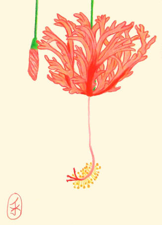 Spider Hibiscus