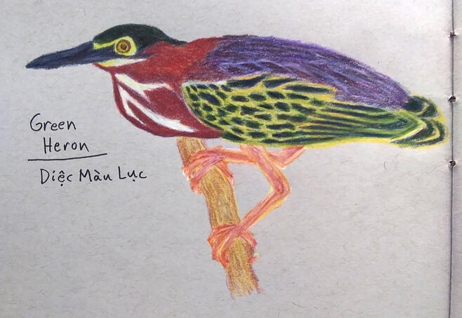 Green Heron