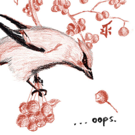 Cedar Waxwing Drops a Berry